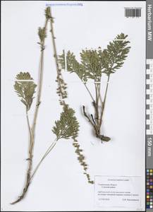 Artemisia latifolia Ledeb., Eastern Europe, Middle Volga region (E8) (Russia)