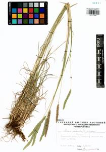 Phleum phleoides (L.) H.Karst., Siberia, Baikal & Transbaikal region (S4) (Russia)