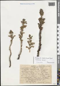 Orobanche cumana Wallr., Eastern Europe, Lower Volga region (E9) (Russia)