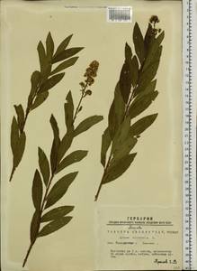 Spiraea salicifolia L., Siberia, Western Siberia (S1) (Russia)