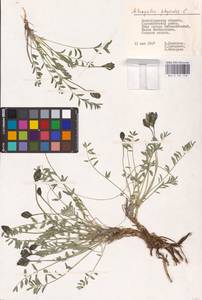 Astragalus physodes L., Eastern Europe, Lower Volga region (E9) (Russia)
