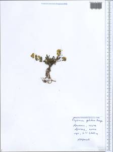 Erysimum gelidum Bunge, Caucasus, Armenia (K5) (Armenia)