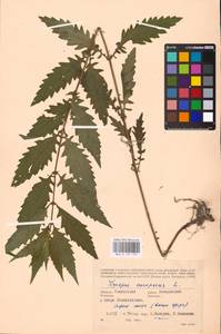 MHA 0 157 797, Lycopus europaeus L., Eastern Europe, Western region (E3) (Russia)