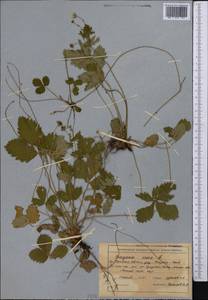Fragaria vesca L., Middle Asia, Northern & Central Tian Shan (M4) (Kazakhstan)