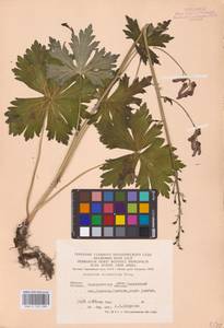 Aconitum lycoctonum subsp. moldavicum (Hacq.) Jalas, Eastern Europe (no precise locality) (E0)