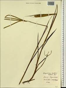 Paspalum scrobiculatum L., Africa (AFR) (Mali)
