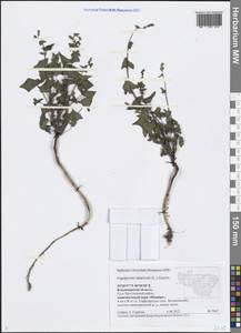 Fagopyrum tataricum (L.) Gaertn., Eastern Europe, Central region (E4) (Russia)