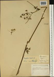 Chaerophyllum prescottii DC., Eastern Europe, Moscow region (E4a) (Russia)