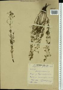 Galium xeroticum (Klokov) Pobed., Eastern Europe, Eastern region (E10) (Russia)