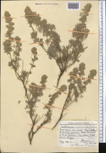 Artemisia rutifolia Steph. ex Spreng., Middle Asia, Northern & Central Tian Shan (M4) (Kyrgyzstan)