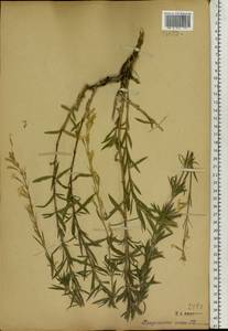 Silene tatarica (L.) Pers., Eastern Europe, Moscow region (E4a) (Russia)