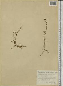 Vaccinium microcarpum (Turcz. ex Rupr.) Schmalh. ex Busch, Siberia, Russian Far East (S6) (Russia)