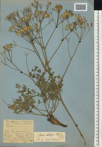 Prangos odontalgica (Pall.) Herrnst. & Heyn, Eastern Europe, Lower Volga region (E9) (Russia)