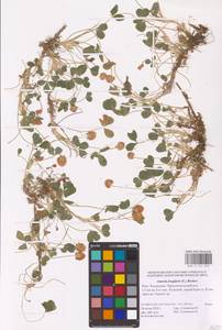 Trifolium fragiferum L., Eastern Europe, Lower Volga region (E9) (Russia)