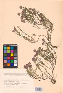 MHA 0 157 369, Thymus pallasianus Heinr.Braun, Eastern Europe, North Ukrainian region (E11) (Ukraine)