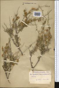 Convolvulus fruticosus Pall., Middle Asia, Syr-Darian deserts & Kyzylkum (M7) (Uzbekistan)