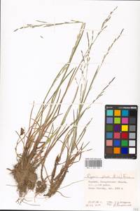 Glyceria notata Chevall., Eastern Europe, West Ukrainian region (E13) (Ukraine)