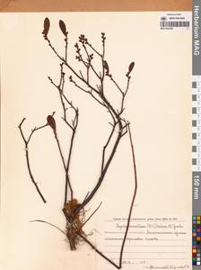 Myrica gale subsp. tomentosa (C.DC.) E. Murray, Siberia, Chukotka & Kamchatka (S7) (Russia)