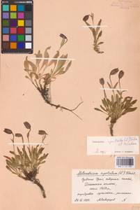 Silene uralensis subsp. apetala (L.) Bocquet, Eastern Europe, Eastern region (E10) (Russia)