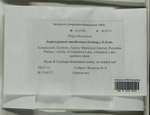 Isopterygiopsis catagonioides (Broth.) Ignatov & Ignatova, Bryophytes, Bryophytes - Krasnoyarsk Krai, Tyva & Khakassia (B17) (Russia)