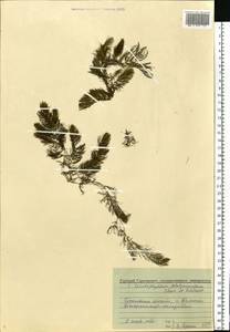 Ceratophyllum platyacanthum subsp. platyacanthum, Eastern Europe, Volga-Kama region (E7) (Russia)