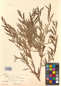 Salix songarica Andersson, Middle Asia, Muyunkumy, Balkhash & Betpak-Dala (M9) (Kazakhstan)