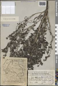 Heliotropium arguzioides Kar. & Kir., Middle Asia, Muyunkumy, Balkhash & Betpak-Dala (M9) (Kazakhstan)