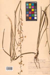 Anticlea sibirica (L.) Kunth, Siberia, Russian Far East (S6) (Russia)