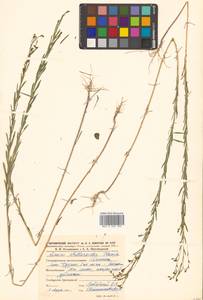 Linum stelleroides Planch., Siberia, Russian Far East (S6) (Russia)