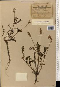 Onobrychis biebersteinii Sirj., Caucasus, Armenia (K5) (Armenia)
