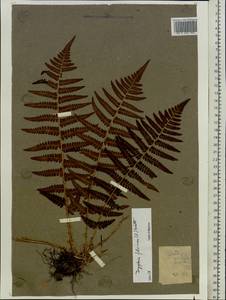 Dryopteris filix-mas (L.) Schott, Eastern Europe, Middle Volga region (E8) (Russia)