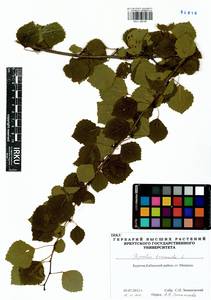 Populus tremula L., Siberia, Baikal & Transbaikal region (S4) (Russia)