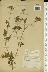 Chaerophyllum temulum L., Eastern Europe, Central forest-and-steppe region (E6) (Russia)