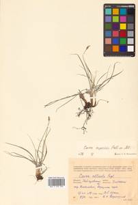 Carex rupestris All., Siberia, Russian Far East (S6) (Russia)