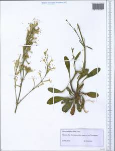 Silene multiflora (Ehrh.) Pers., Siberia, Western Siberia (S1) (Russia)