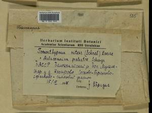 Aulacomnium palustre (Hedw.) Schwägr., Bryophytes, Bryophytes - South Urals (B14) (Russia)