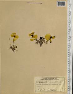 Papaver leucotrichum Tolm., Siberia, Central Siberia (S3) (Russia)