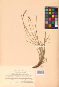 Carex blepharicarpa Franch., Siberia, Russian Far East (S6) (Russia)