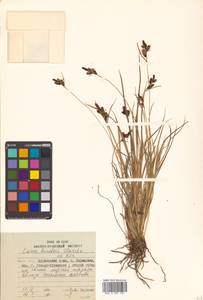 Carex kelloggii var. limnophila (Holm) B.L.Wilson & R.E.Brainerd, Siberia, Russian Far East (S6) (Russia)