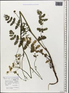 Pastinaca pimpinellifolia M. Bieb., Caucasus, Stavropol Krai, Karachay-Cherkessia & Kabardino-Balkaria (K1b) (Russia)