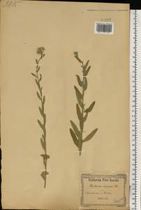 Berteroa incana (L.) DC., Eastern Europe, South Ukrainian region (E12) (Ukraine)