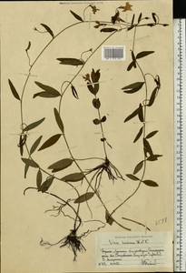 Vinca herbacea Waldst. & Kit., Eastern Europe, North Ukrainian region (E11) (Ukraine)