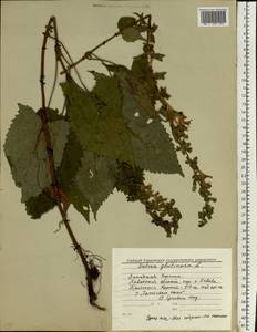 Salvia glutinosa L., Eastern Europe, West Ukrainian region (E13) (Ukraine)