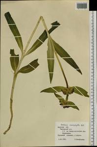 Gentiana macrophylla Pall., Siberia, Russian Far East (S6) (Russia)