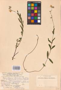 Helianthemum nummularium subsp. obscurum (Pers. ex Wahlenb.) Holub, Eastern Europe, West Ukrainian region (E13) (Ukraine)