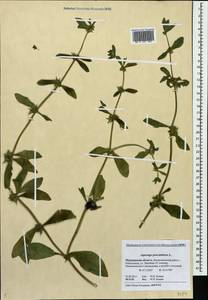 Asperugo procumbens L., Eastern Europe, Northern region (E1) (Russia)