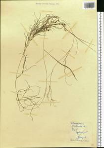 Stuckenia pectinata (L.) Börner, Eastern Europe, Eastern region (E10) (Russia)