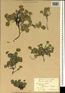Teucrium montanum subsp. montanum, Crimea (KRYM) (Russia)
