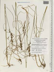 Poa pratensis L., Eastern Europe, Northern region (E1) (Russia)