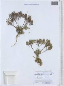 Odontarrhena obtusifolia (Steven ex DC.) C.A.Mey., Caucasus, Krasnodar Krai & Adygea (K1a) (Russia)
